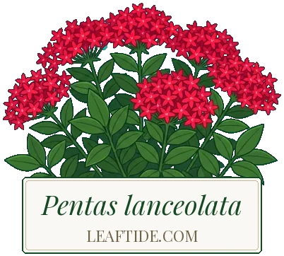 Pentas lanceolata