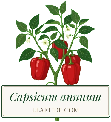 Capsicum annuum