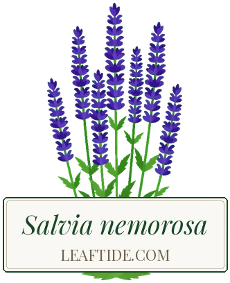 Salvia nemorosa