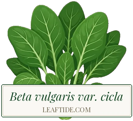 Beta vulgaris var. cicla