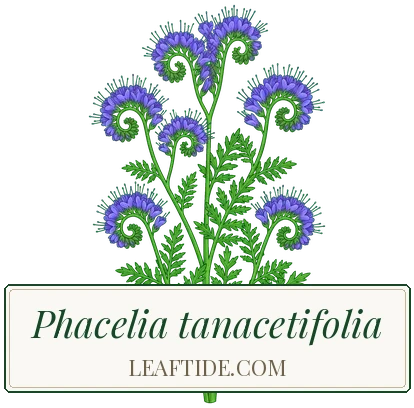 Phacelia tanacetifolia