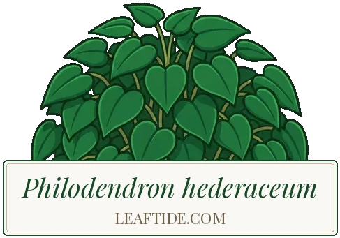 Philodendron hederaceum