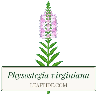 Physostegia virginiana
