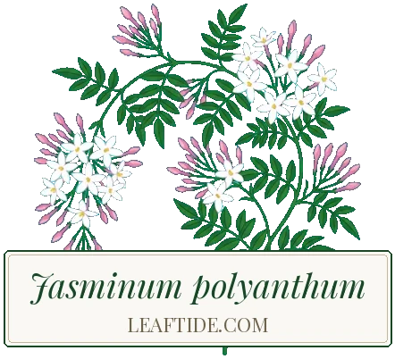 Jasminum polyanthum