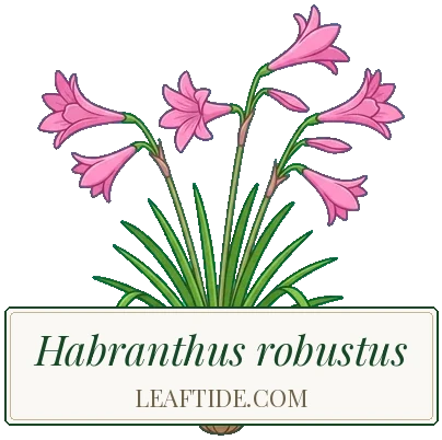 Habranthus robustus