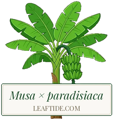 Musa × paradisiaca
