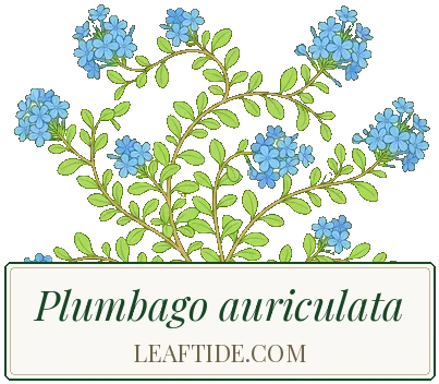 Plumbago auriculata