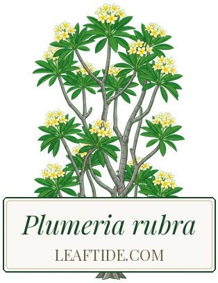 Plumeria rubra