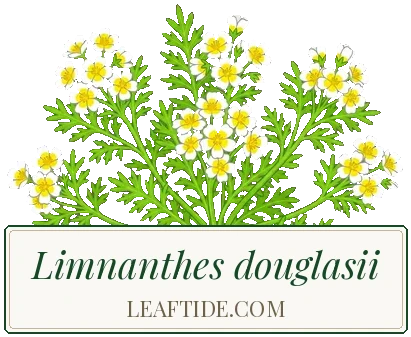 Limnanthes douglasii