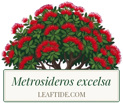 Metrosideros excelsa
