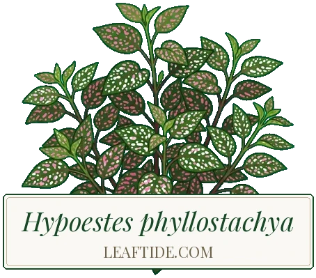 Hypoestes phyllostachya