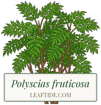 Polyscias fruticosa