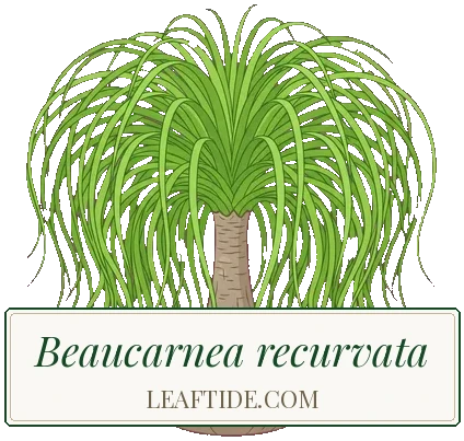 Beaucarnea recurvata