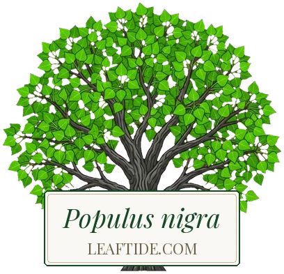 Populus nigra