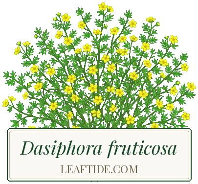 Dasiphora fruticosa