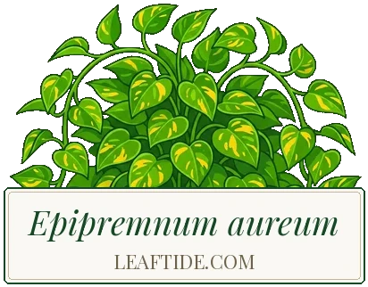Epipremnum aureum