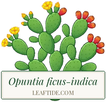 Opuntia ficus-indica