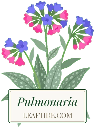 Pulmonaria