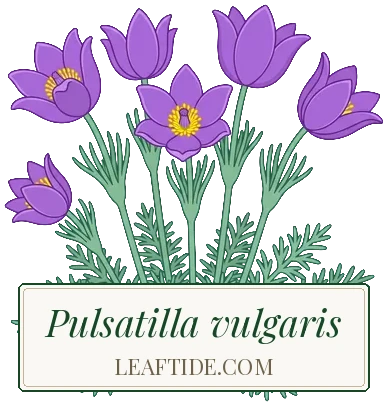 Pulsatilla vulgaris