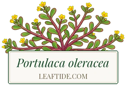 Portulaca oleracea