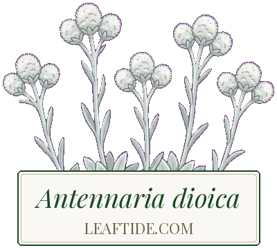 Antennaria dioica