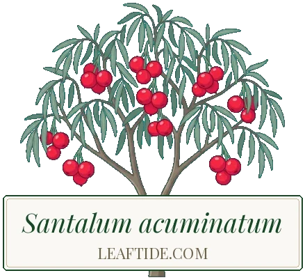 Santalum acuminatum