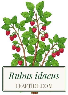 Rubus idaeus