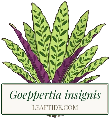 Goeppertia insignis