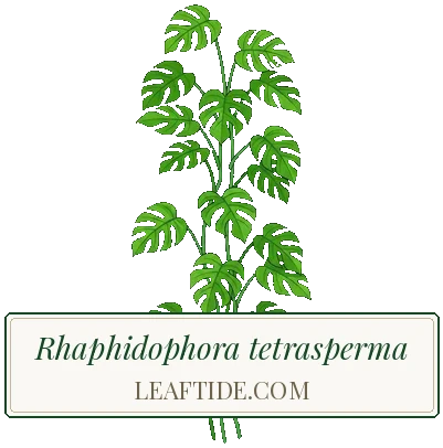 Rhaphidophora tetrasperma