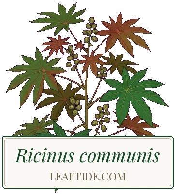Ricinus communis