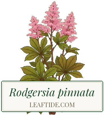 Rodgersia pinnata
