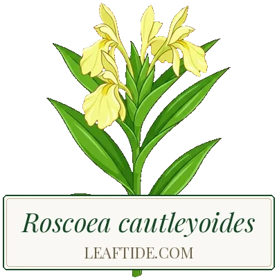 Roscoea cautleyoides
