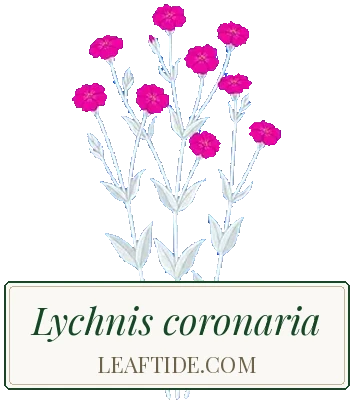 Lychnis coronaria