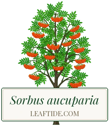 Sorbus aucuparia