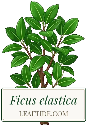 Ficus elastica