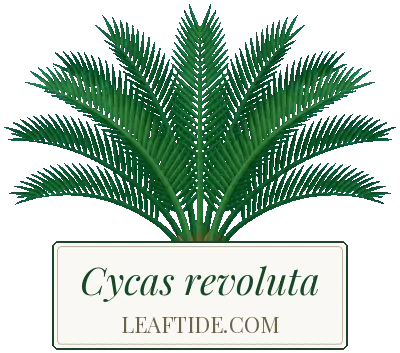 Cycas revoluta