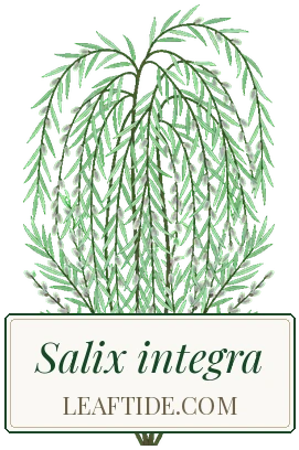 Salix integra