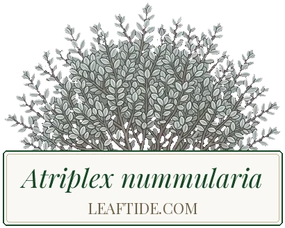 Atriplex nummularia