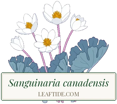 Sanguinaria canadensis