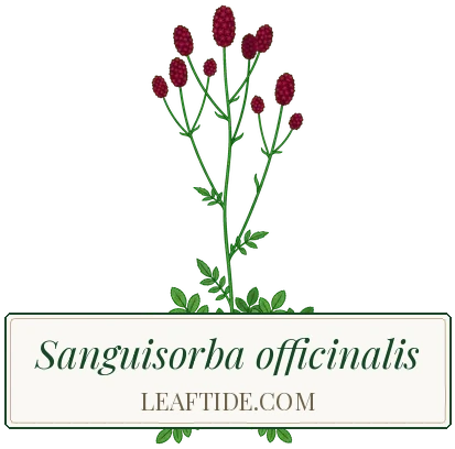 Sanguisorba officinalis
