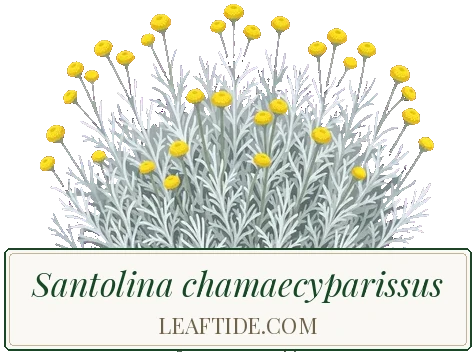 Santolina chamaecyparissus