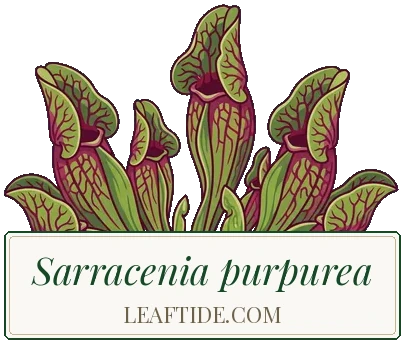 Sarracenia purpurea