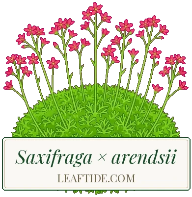 Saxifraga × arendsii
