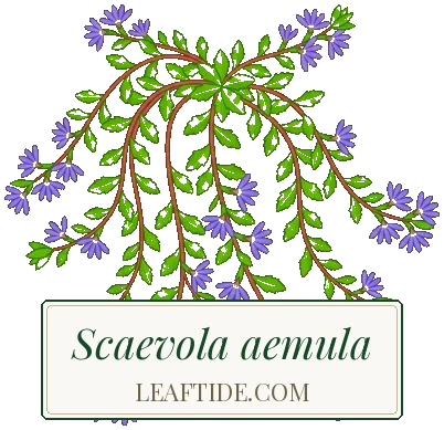 Scaevola aemula