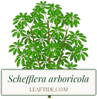 Schefflera arboricola