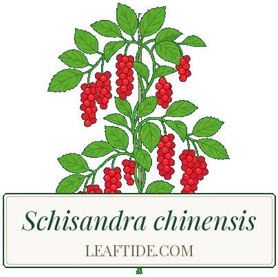 Schisandra chinensis