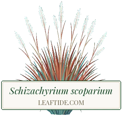 Schizachyrium scoparium