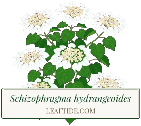 Schizophragma hydrangeoides