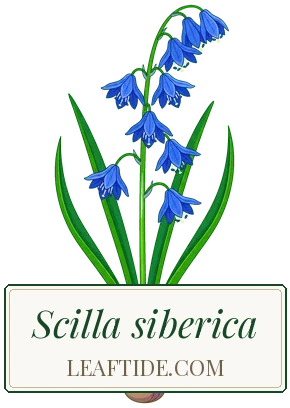 Scilla siberica
