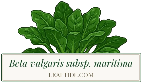 Beta vulgaris subsp. maritima
